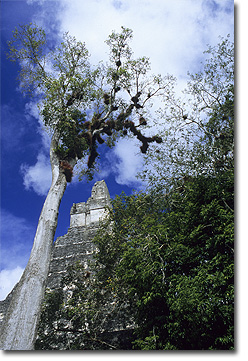 Picture of Mayan Pyramid, Tikal, Guatemala