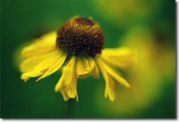 Picture of Yellow Helenium, Pinecrest, CA