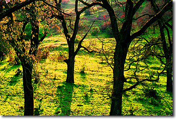 Picture of Four Trees at Twilight, Moraga-Lafayette Trail, CA