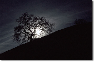 Picture of Oak Tree at Twilight, Moraga, CA